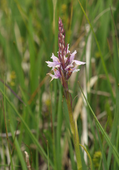 Dactylorhiza maculata elodes