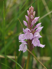 Dactylorhiza maculata elodes