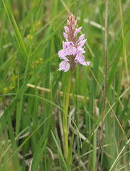 Dactylorhiza maculata elodes