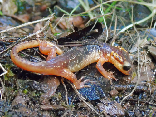 Lycian salamander, Lyciasalamandra flavimembris
