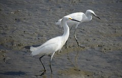 Egretta thula image