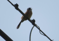 Emberiza cioides