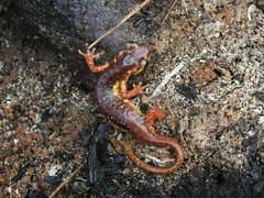 Lyciasalamandra flavimembris