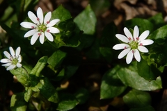 Stellaria neglecta