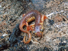 Lyciasalamandra flavimembris