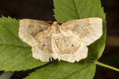 Metarranthis indeclinata