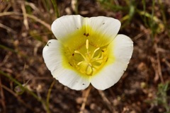 Calochortus superbus