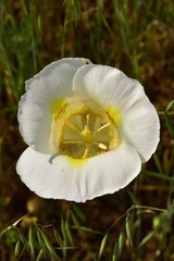 Calochortus superbus