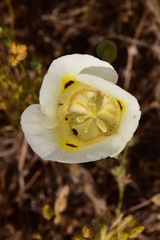 Calochortus superbus