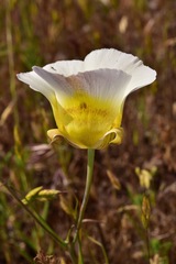 Calochortus superbus