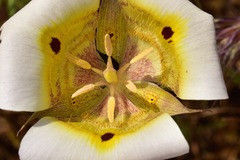 Calochortus superbus