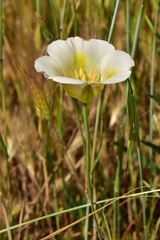 Calochortus superbus