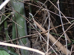 Dendrelaphis subocularis