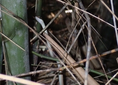 Dendrelaphis subocularis