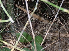 Dendrelaphis subocularis