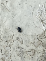 Hyperaspis festiva