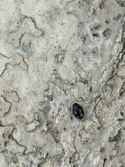 Hyperaspis festiva