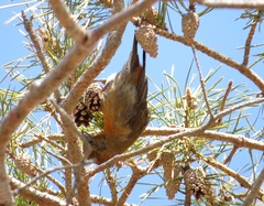 Loxia curvirostra sitkensis