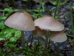 Mycena abramsii