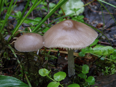 Mycena abramsii