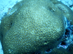 Astrea rotulosa