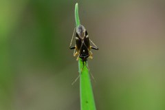 Harpocera thoracica