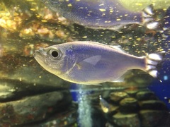 Barred Flagtail photo 3