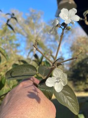 Viburnum macrocephalum