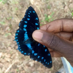 Charaxes ameliae