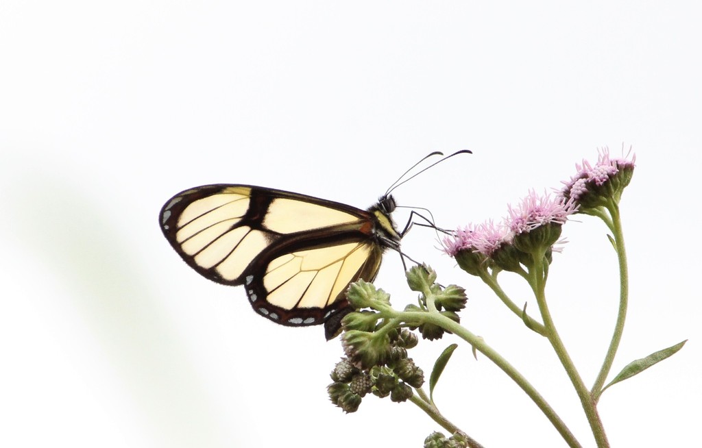 Episcada philoclea