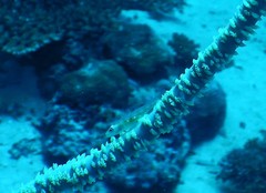 Bryaninops