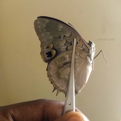 Charaxes ameliae