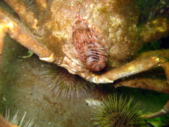 Liparis atlanticus