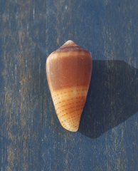 Conus pauperculus