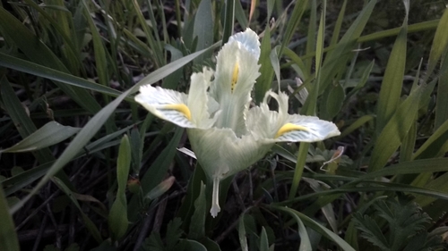Image of Iris palaestina by no rights reserved