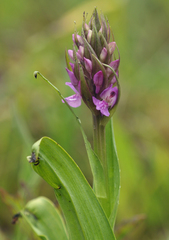 Dactylorhiza × aschersoniana