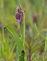 Dactylorhiza × aschersoniana