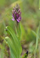Dactylorhiza × aschersoniana