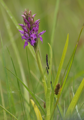 Dactylorhiza × aschersoniana
