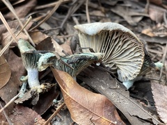 Lactarius indigo
