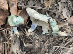 Lactarius indigo