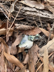 Lactarius indigo