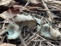 Lactarius indigo