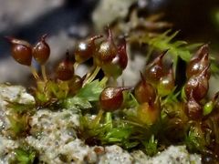 Microbryum rectum