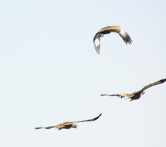 Eupodotis caerulescens