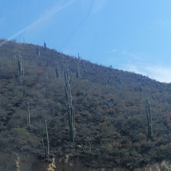 Cephalocereus senilis