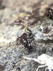 Insecta