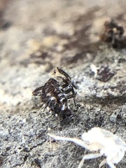 Insecta