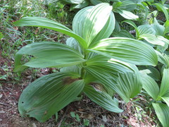 Veratrum oxysepalum