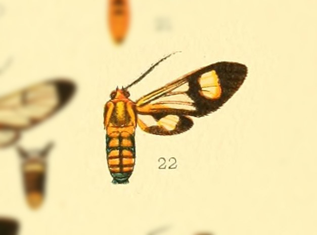 Leucotmemis climacina